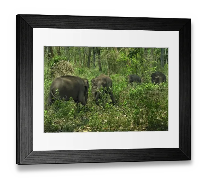Framed Print : Asian Elephant (Elephas maximus) herd, feeding in forest habitat, Kabani Forest, Nagarhole N. P. Karnataka, India