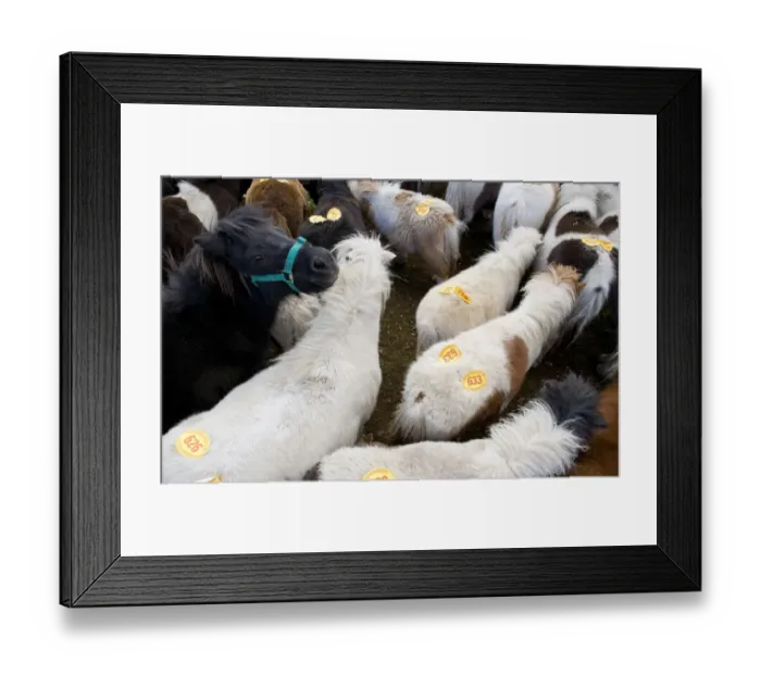 Framed Print : Ponies with auction numbers in pen at sale, New Forest, Hampshire, England, october Framed Print : Ponies with auction numbers in pen at sale, New Forest, Hampshire, England, october