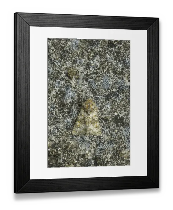 Framed Print : Feathered Ranunculus (Polymixis lichenea lichenea) adult, camouflaged, Essex, England Framed Print : Feathered Ranunculus (Polymixis lichenea lichenea) adult, camouflaged, Essex, England
