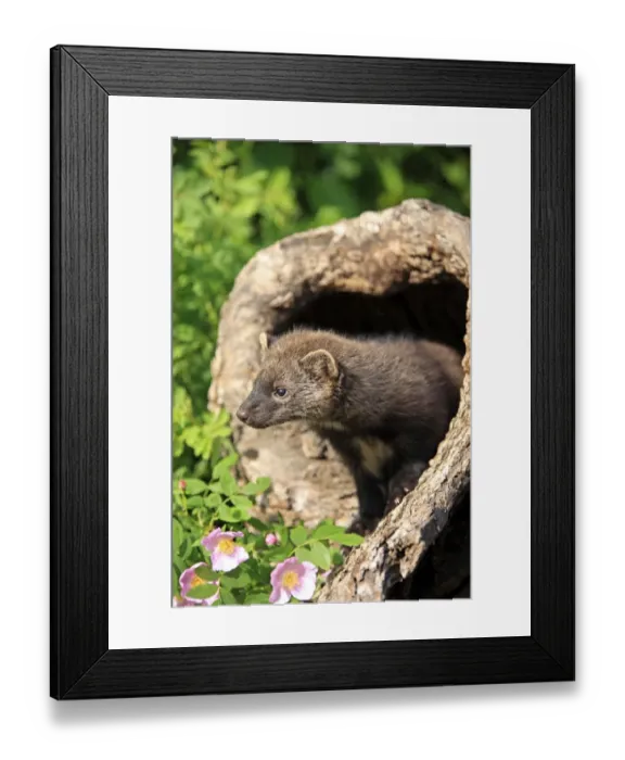 Framed Print : Fisher (Martes pennanti) fourteen-weeks old young, in hollow tree trunk, Montana, U. S. A. june (captive) Framed Print : Fisher (Martes pennanti) fourteen-weeks old young, in hollow tree trunk, Montana, U. S. A. june (captive)