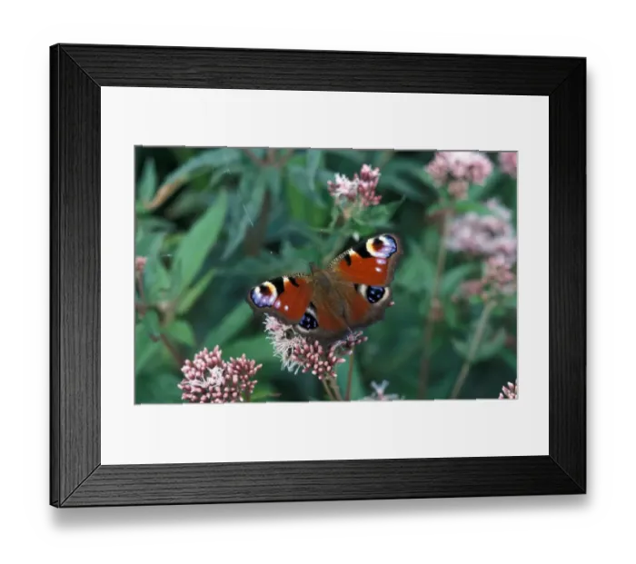 Framed Print : Peacock Butterfly (Inachis io) Redgrave, Suffolk Wildlife Trust Framed Print : Peacock Butterfly (Inachis io) Redgrave, Suffolk Wildlife Trust