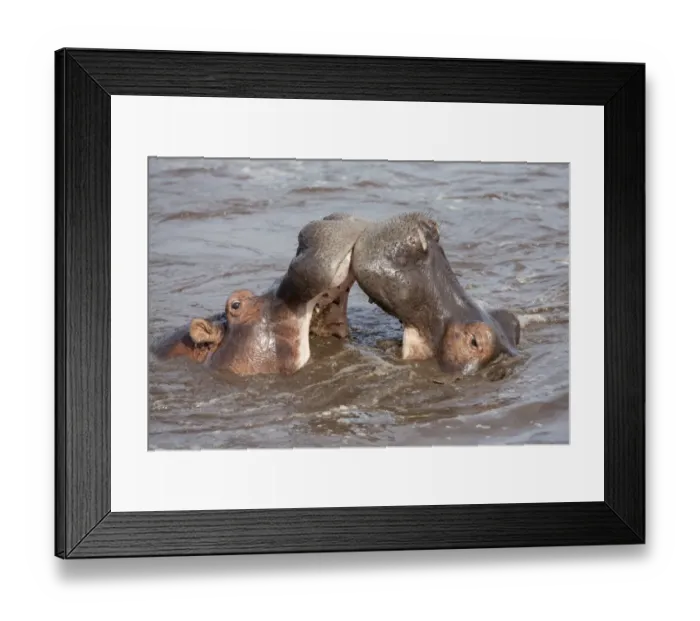 Framed Print : Hippopotamus (Hippopotamus amphibius) two adults, close-up of heads, fighting in water, Serengeti N. P Framed Print : Hippopotamus (Hippopotamus amphibius) two adults, close-up of heads, fighting in water, Serengeti N. P