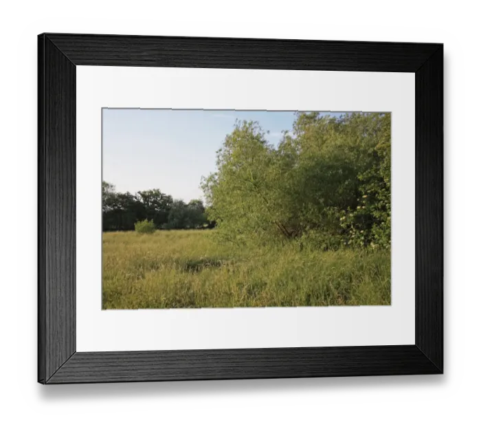 Framed Print : Edge of wet woodland habitat, Little Ouse Headwaters Project, Blo Norton Little Fen, Blo Norton, Little Ouse Valley Framed Print : Edge of wet woodland habitat, Little Ouse Headwaters Project, Blo Norton Little Fen, Blo Norton, Little Ouse Valley