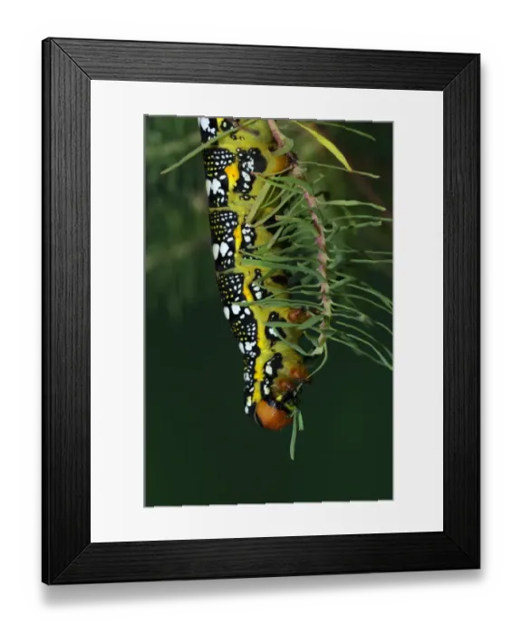 Framed Print : Spurge Hawkmoth (Hyles euphorbiae) fully grown larva, feeding on Cypress Spurge (Euphorbia cyparissias) leaf