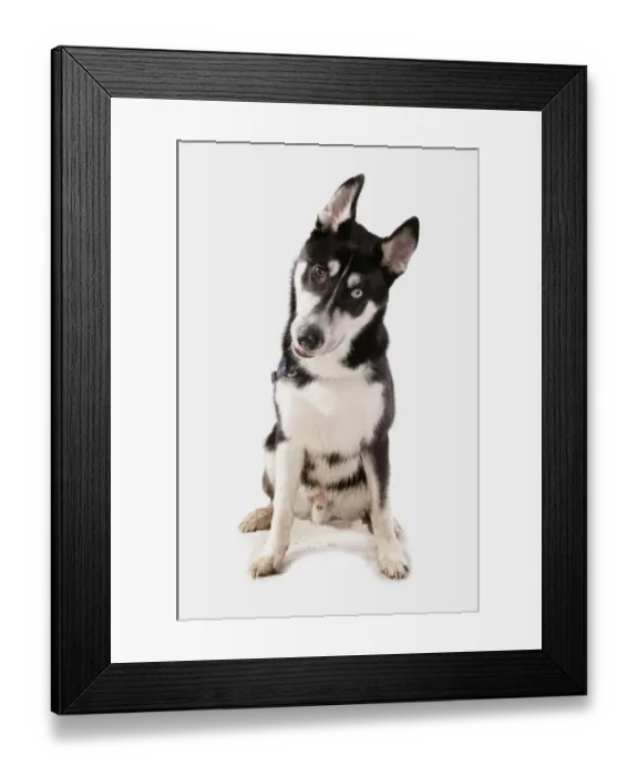 Framed Print : Domestic Dog, Siberian Husky, adult, with different coloured eyes, sitting
