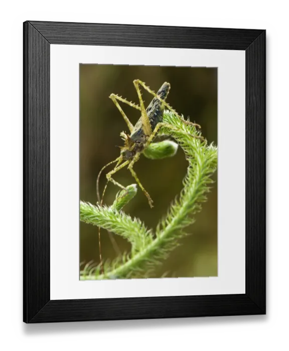 Framed Print : Moss Katydid (Campionica montana) adult, resting on giant clubmoss, Manu Road, Departemento Cusco, Andes, Peru Framed Print : Moss Katydid (Campionica montana) adult, resting on giant clubmoss, Manu Road, Departemento Cusco, Andes, Peru