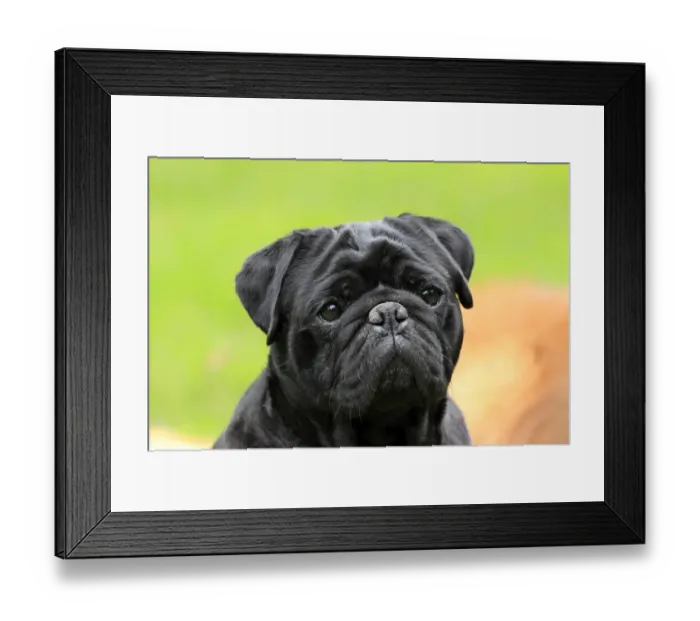 Framed Print : Domestic Dog, Pug, adult, close-up of head, Hockenheim, Baden-Wurttemberg, Germany, july Framed Print : Domestic Dog, Pug, adult, close-up of head, Hockenheim, Baden-Wurttemberg, Germany, july
