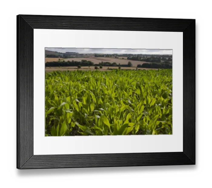 Framed Print : Maize (Zea mays) crop, young plants growing in field, Wiltshire, England, july Framed Print : Maize (Zea mays) crop, young plants growing in field, Wiltshire, England, july