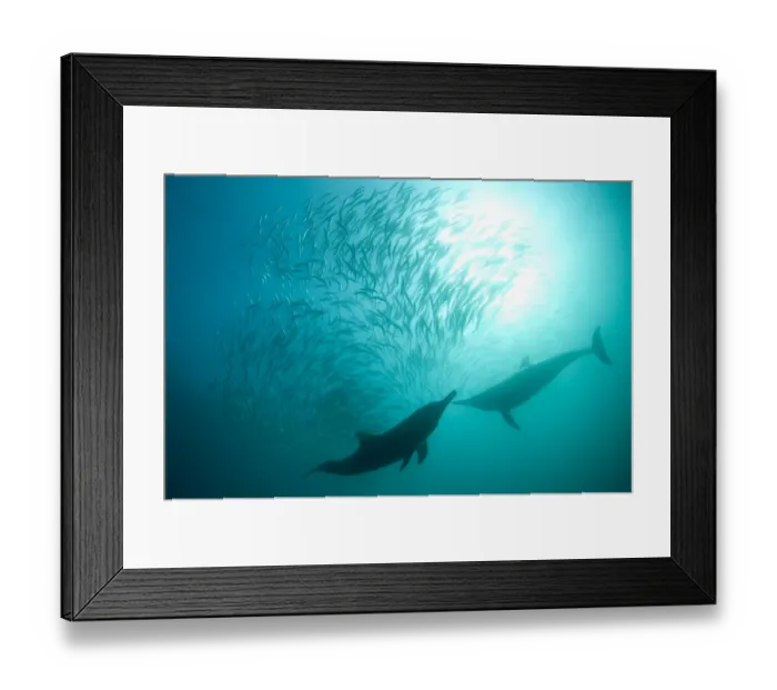 Framed Print : Long-beaked Common Dolphin (Delphinus capensis) two adults, feeding on baitball school of small bait fish Framed Print : Long-beaked Common Dolphin (Delphinus capensis) two adults, feeding on baitball school of small bait fish