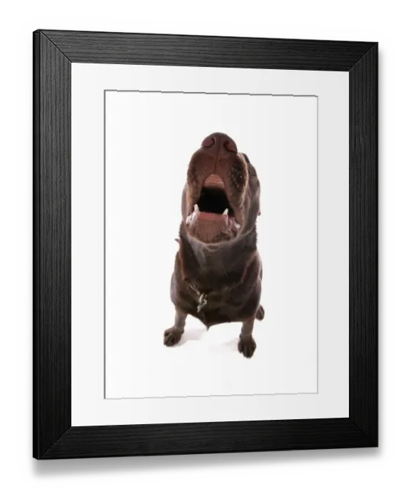 Framed Print : Domestic Dog, Chocolate Labrador Retriever, puppy, barking, wide-angle