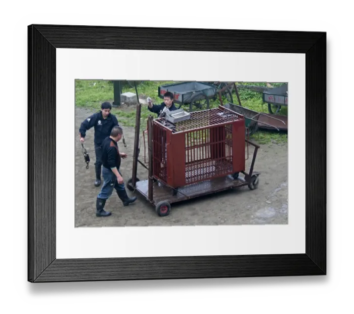 Framed Print : Workers with holding cage for Asiatic Black Bears (Ursus thibetanus), Animals Asia Rescue Centre, Chengdu, Sichuan Framed Print : Workers with holding cage for Asiatic Black Bears (Ursus thibetanus), Animals Asia Rescue Centre, Chengdu, Sichuan