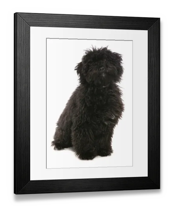 Framed Print : Domestic Dog, Hungarian Puli, puppy, sitting Framed Print : Domestic Dog, Hungarian Puli, puppy, sitting