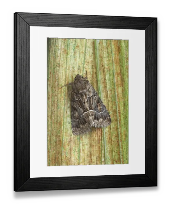 Framed Print : Straw Underwing (Thalpophila matura) adult, resting on leaf, Essex, England