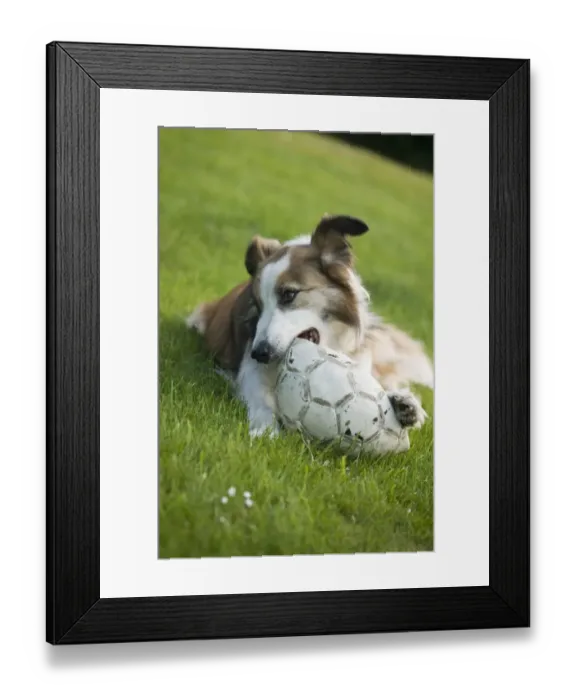 Framed Print : Domestic Dog, Welsh Sheepdog, adult, playing with deflated football on grass, England, june Framed Print : Domestic Dog, Welsh Sheepdog, adult, playing with deflated football on grass, England, june