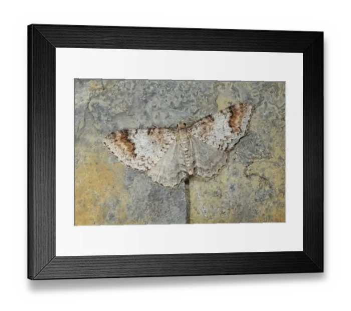 Framed Print : Blomers Rivulet (Discoloxia blomeri) adult, resting on rock, Powys, Wales, june