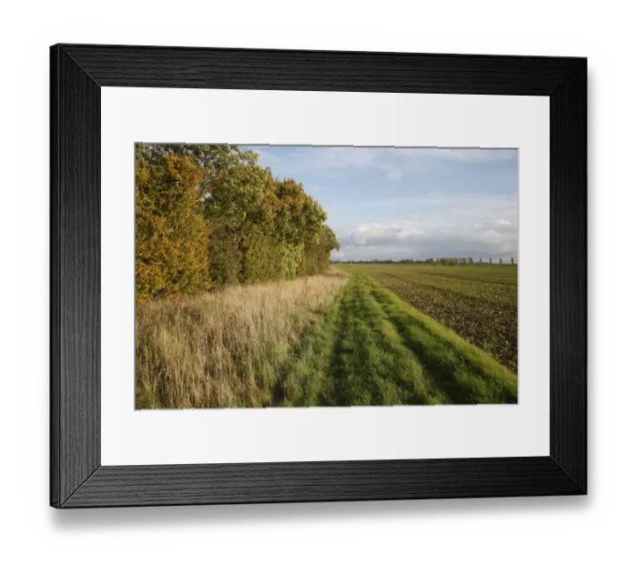 Framed Print : Headland set-a-side strip between hedgerow and arable field, Bacton, Suffolk, England, october Framed Print : Headland set-a-side strip between hedgerow and arable field, Bacton, Suffolk, England, october