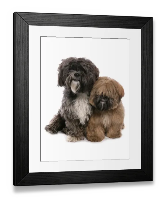Framed Print : Domestic Dog, Tibetan Terrier, adult and puppy, sitting Framed Print : Domestic Dog, Tibetan Terrier, adult and puppy, sitting