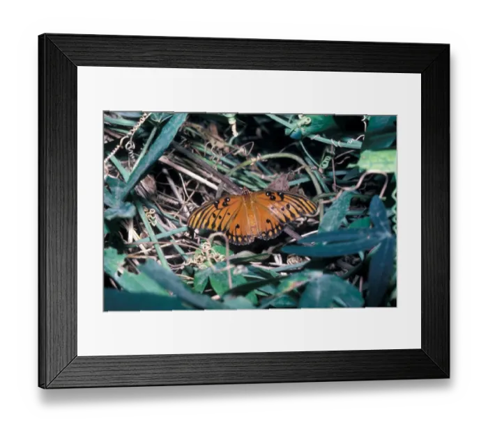 Framed Print : Gulf Fritillary (Dione vanillae) Female