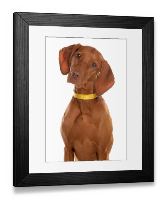 Framed Print : Domestic Dog, Short-haired Hungarian Vizsla, adult female, close-up of head, with collar Framed Print : Domestic Dog, Short-haired Hungarian Vizsla, adult female, close-up of head, with collar