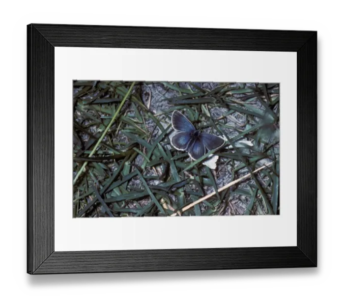 Framed Print : Silvery Argus Butterfly (Pseudaricia nicias) Male / Hautes Alpes / France Framed Print : Silvery Argus Butterfly (Pseudaricia nicias) Male / Hautes Alpes / France