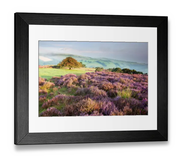 Framed Print : View of flowering heather and hawthorn tree with distant sea mist at dawn, Porlock Hill, Culbone, Exmoor N. P Framed Print : View of flowering heather and hawthorn tree with distant sea mist at dawn, Porlock Hill, Culbone, Exmoor N. P