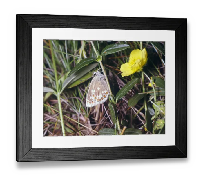 Framed Print : Mountain Argus (Aricia arbaxerxes) Under wing Framed Print : Mountain Argus (Aricia arbaxerxes) Under wing