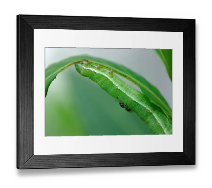 Framed Print : Parasitic Chalcid Wasp (Chalcidoidea sp. ) adult female, laying eggs on Hebrew Character (Orthosia gothica) caterpillar Framed Print : Parasitic Chalcid Wasp (Chalcidoidea sp. ) adult female, laying eggs on Hebrew Character (Orthosia gothica) caterpillar