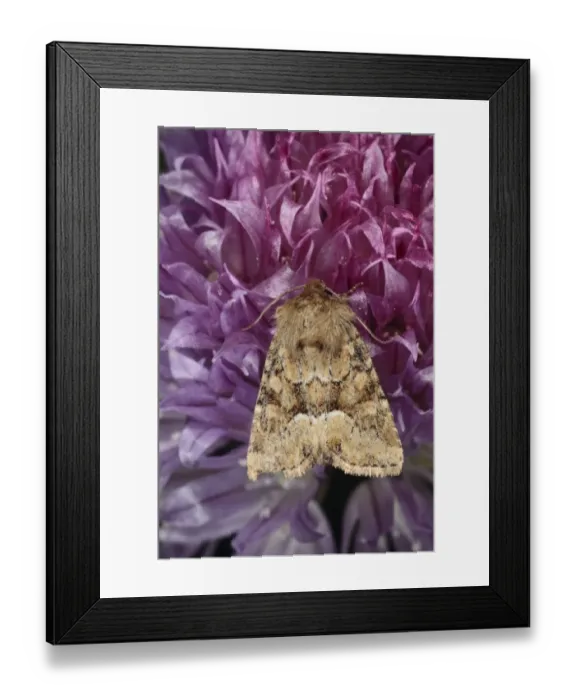 Framed Print : Middle-barred Minor (Oligia fasciuncula) adult, feeding on Chive (Allium schoenoprasum) flowers in garden, Powys Framed Print : Middle-barred Minor (Oligia fasciuncula) adult, feeding on Chive (Allium schoenoprasum) flowers in garden, Powys