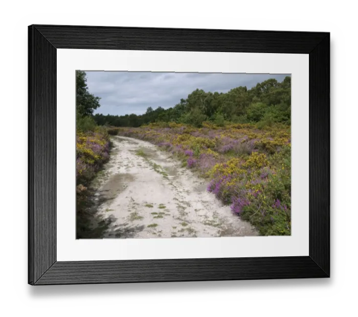 Framed Print : Heathland habitat with heather and gorse flowering beside track, Marsham Heath, Norfolk, England, august Framed Print : Heathland habitat with heather and gorse flowering beside track, Marsham Heath, Norfolk, England, august