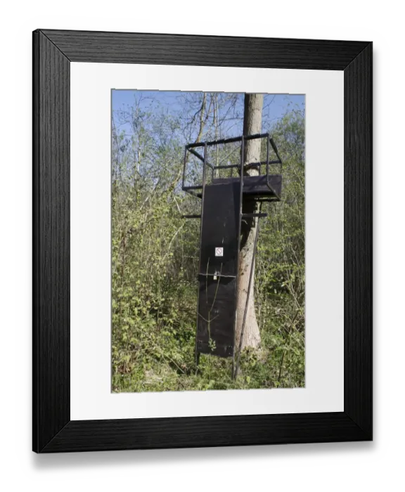 Framed Print : Deer shooting platform in ancient coppiced woodland, Combs Wood Reserve, Combs Ford, Suffolk, England, april Framed Print : Deer shooting platform in ancient coppiced woodland, Combs Wood Reserve, Combs Ford, Suffolk, England, april
