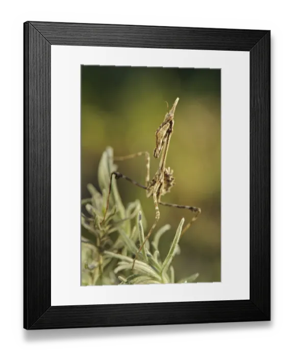 Framed Print : Conehead Mantis (Empusa pennata) nymph, waiting for prey on plant, Italy