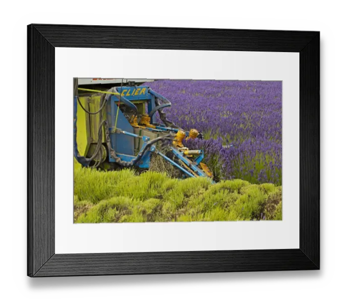 Framed Print : Lavender (Lavandula sp. ) crop, flowering in field, being harvested by Cls Jaguar harvester with Clier header Framed Print : Lavender (Lavandula sp. ) crop, flowering in field, being harvested by Cls Jaguar harvester with Clier header
