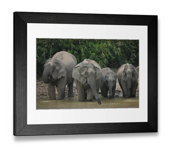 Framed Print : Asian Elephant (Elephas maximus indicus) two adult females and two juveniles, drinking at waterhole in forest