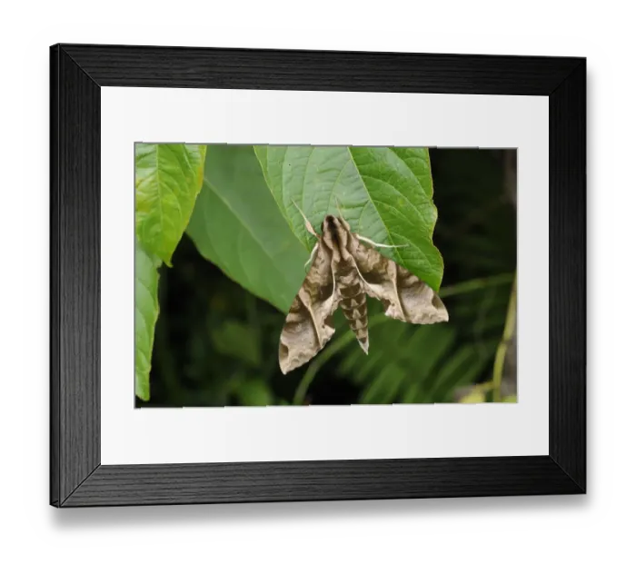 Framed Print : Hawkmoth (Eumorpha analis) adult, resting on leaf, Trinidad, Trinidad and Tobago Framed Print : Hawkmoth (Eumorpha analis) adult, resting on leaf, Trinidad, Trinidad and Tobago