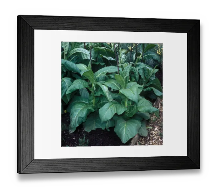Framed Print : Farming - Crops Tobacco (Nicotiana rustica) Close-up  /  plants in field