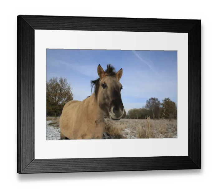 Framed Print : Konik Horse, mare, close-up of head, in snow at edge of fen meadow, used as habitat management in river valley fen