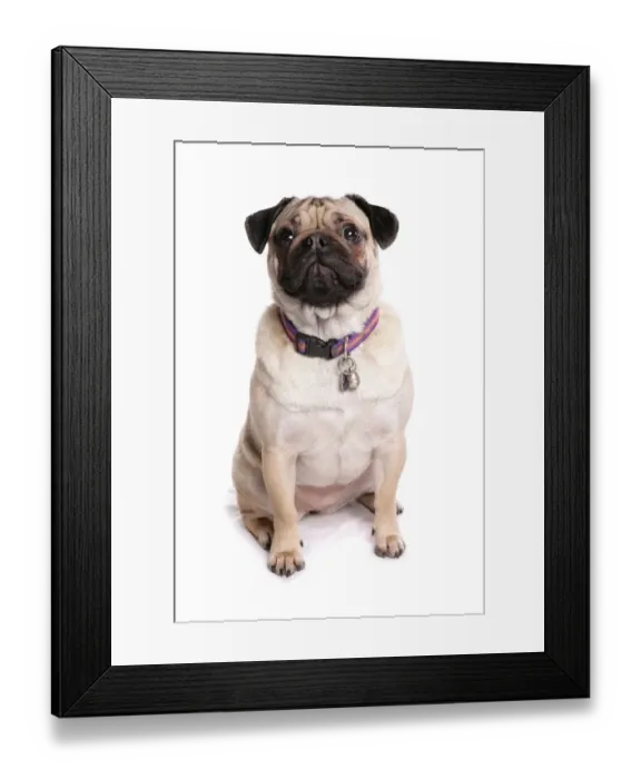 Framed Print : Domestic Dog, Pug, adult female, sitting, with collar and tag Framed Print : Domestic Dog, Pug, adult female, sitting, with collar and tag