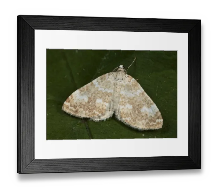 Framed Print : Sandy Carpet (Perizoma flavofasciata) adult, resting on leaf, Shropshire, England, may Framed Print : Sandy Carpet (Perizoma flavofasciata) adult, resting on leaf, Shropshire, England, may