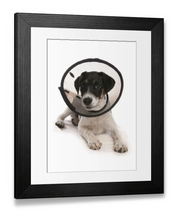 Framed Print : Domestic Dog, Jack Russell Terrier, puppy, laying, wearing Elizabethan collar Framed Print : Domestic Dog, Jack Russell Terrier, puppy, laying, wearing Elizabethan collar
