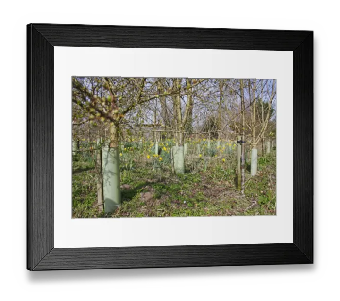 Framed Print : Young trees protected with plastic sleeves, with Wild Daffodil (Narcissus pseudonarcissus) flowering Framed Print : Young trees protected with plastic sleeves, with Wild Daffodil (Narcissus pseudonarcissus) flowering