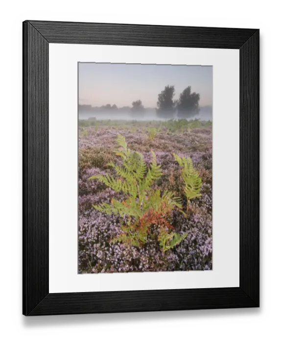 Framed Print : Bracken (Pteridium aquilinum) with Common Heather (Calluna vulgaris) flowering Framed Print : Bracken (Pteridium aquilinum) with Common Heather (Calluna vulgaris) flowering