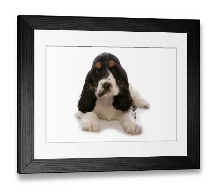 Framed Print : Domestic Dog, English Cocker Spaniel, puppy, laying