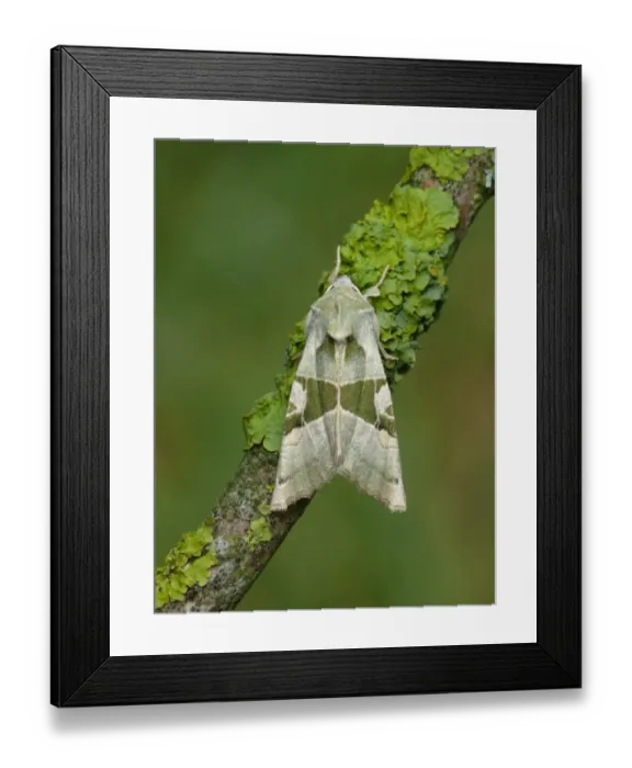 Framed Print : Green Angle Shades (Phlogophora scita) adult male, resting on lichen covered twig, Cannobina Valley, Piedmont