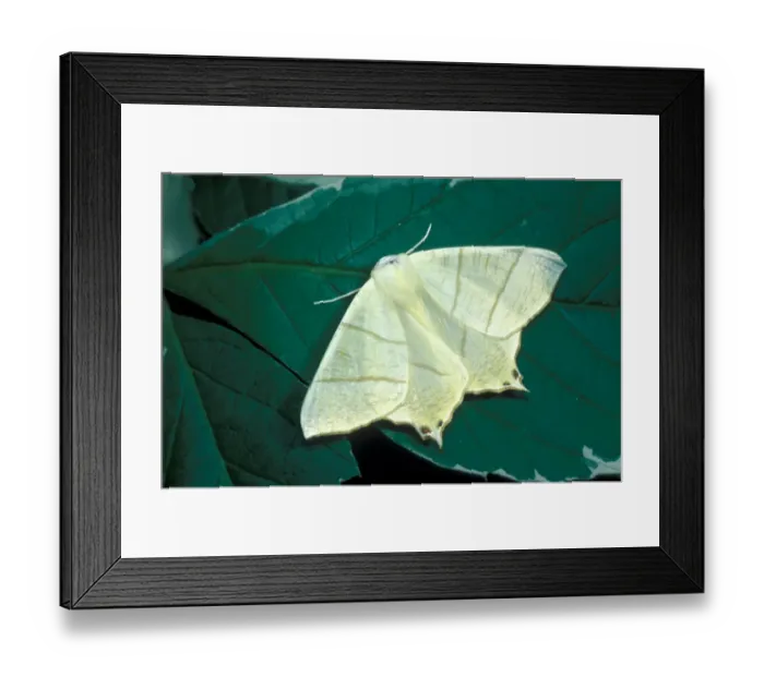 Framed Print : Swallow-tailed Moth (Ourapteryx sambucaria) on leaf Framed Print : Swallow-tailed Moth (Ourapteryx sambucaria) on leaf