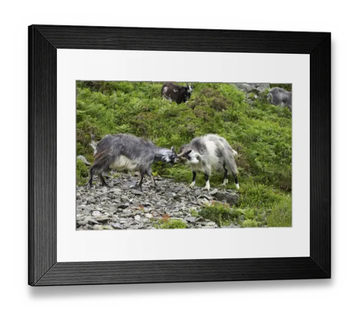 Framed Print : Feral Goat (Capra hircus) two adults, fighting on scree slope in dry valley, Valley of the Rocks, Lynton, Exmoor N. P Framed Print : Feral Goat (Capra hircus) two adults, fighting on scree slope in dry valley, Valley of the Rocks, Lynton, Exmoor N. P