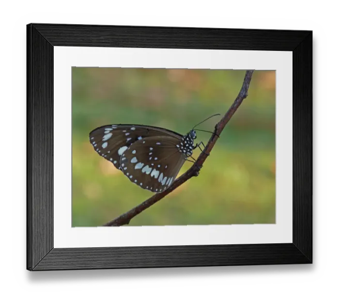 Framed Print : Common Crow (Euploea core) adult, resting on vine stem, Western Australia, Australia, september Framed Print : Common Crow (Euploea core) adult, resting on vine stem, Western Australia, Australia, september