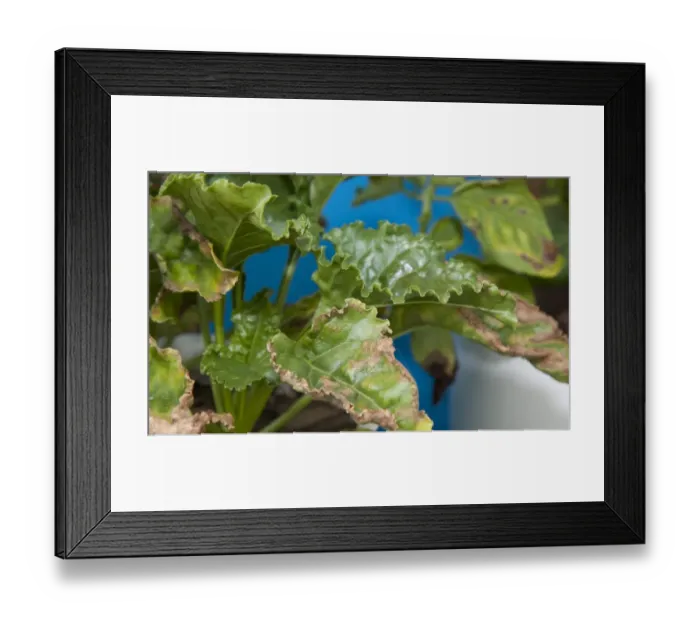 Framed Print : Sugar Beet (Beta vulgaris) potassium deficiency, close-up of leaves