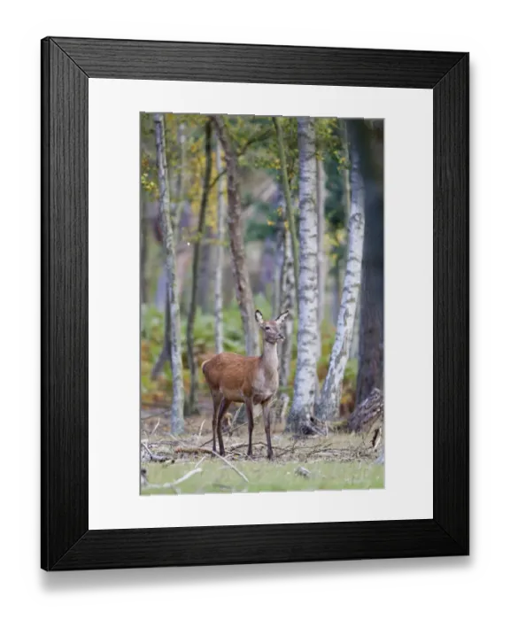 Framed Print : Red Deer (Cervus elaphus) hind, standing in woodland, during rutting season, Minsmere RSPB Reserve, Suffolk, England Framed Print : Red Deer (Cervus elaphus) hind, standing in woodland, during rutting season, Minsmere RSPB Reserve, Suffolk, England