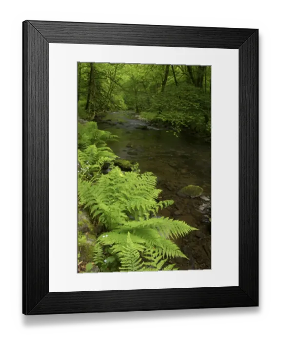 Framed Print : Ferns growing beside river in woodland habitat, River Lyd, Lydford Gorge, Dartmoor N. P. Devon, England