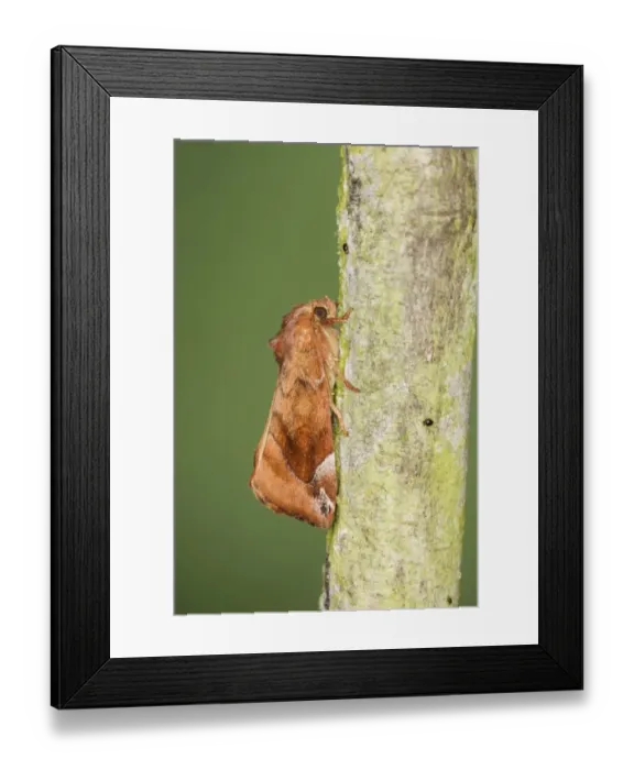 Framed Print : Lunar-spotted Pinion (Cosmia pyralina) adult, resting on twig, Essex, England, july Framed Print : Lunar-spotted Pinion (Cosmia pyralina) adult, resting on twig, Essex, England, july
